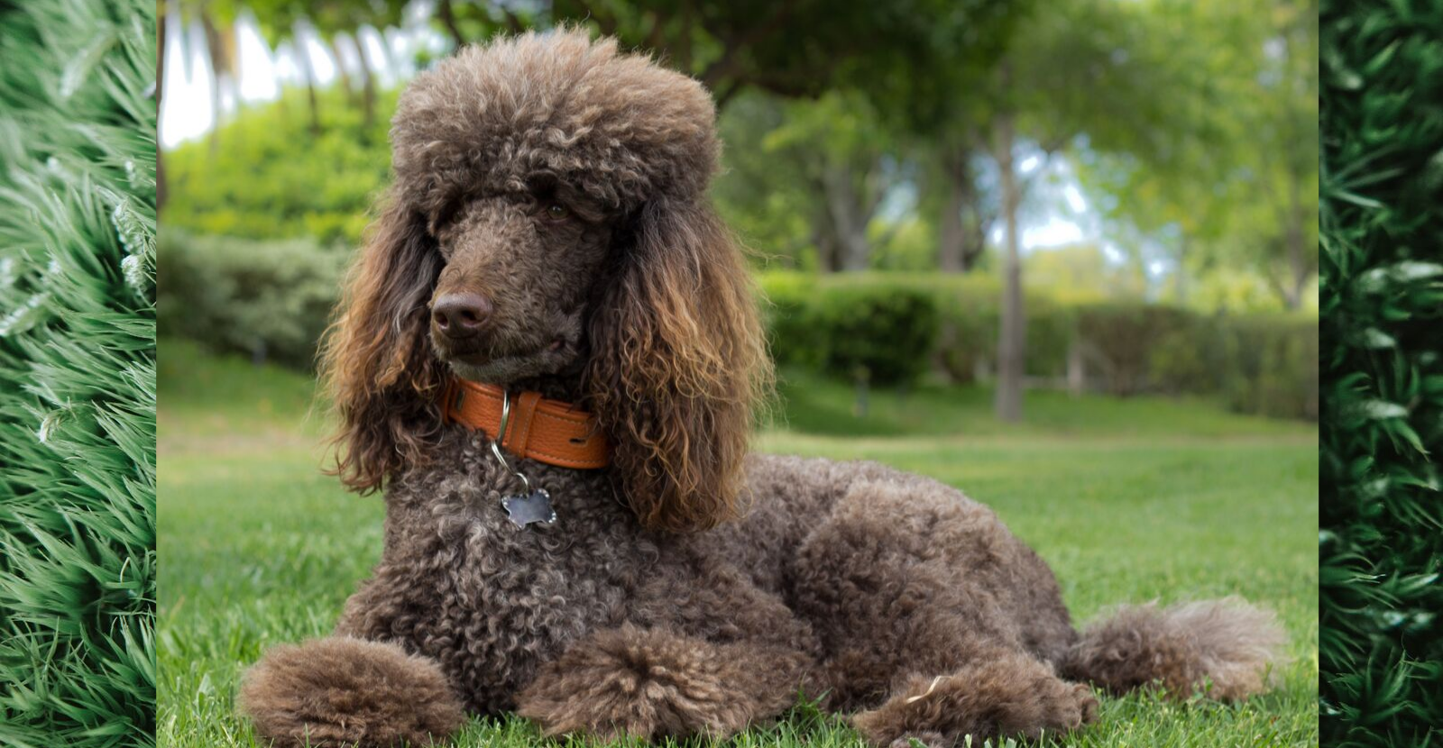 Oodles of poodles pet shop best sale